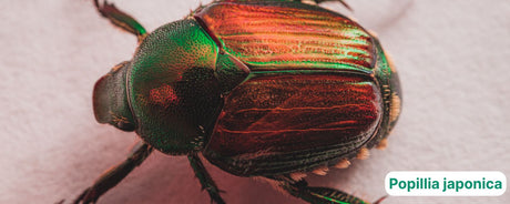 Popillia japonica: identificazione, ciclo biologico e strategie di controllo