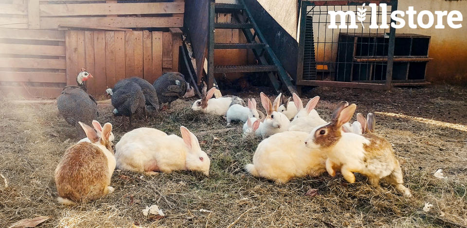 Mangime per conigli: sai riconoscere se è (veramente) di qualità?