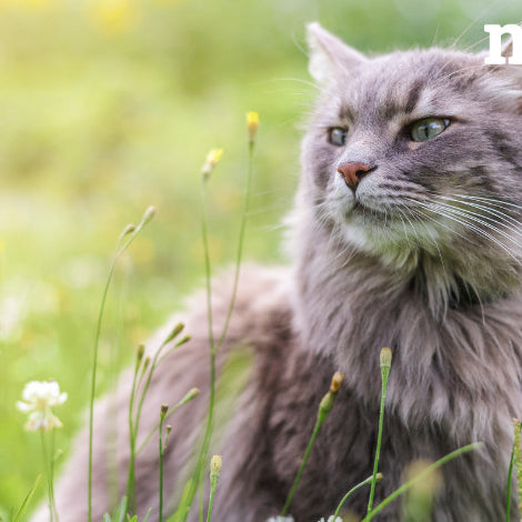 Quali prodotti proteggono il tuo gatto al meglio da pulci, zecche e parassiti?