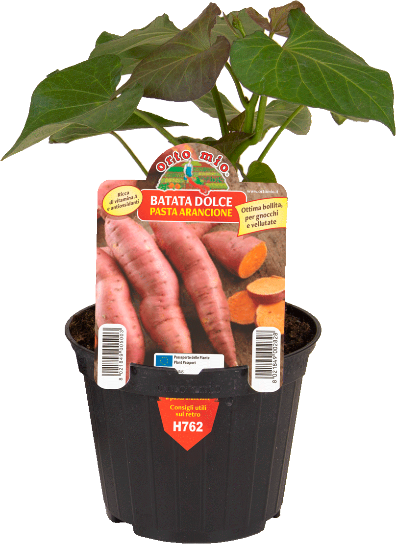 Batata dolce americana Arancione varietà Evangeline - 1 pianta v.10 cm - Orto Mio