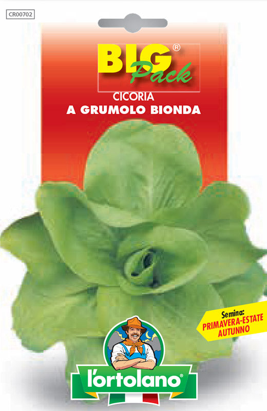 The Greengrocer Chicory Grumolo Bionda Big Pack - Seed Envelope