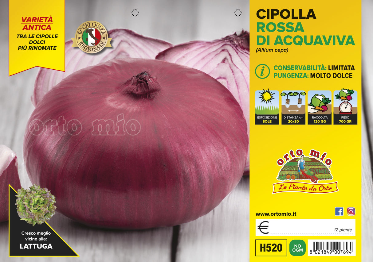 Acquaviva delle Fonti Oignon Rouge - 12 Plantes - Orto Mio