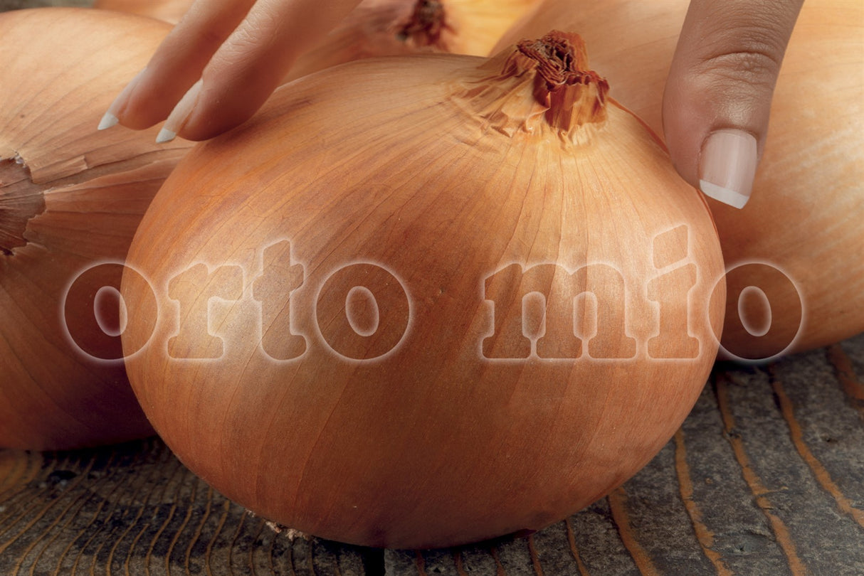 Cipolla Dorata Gigante - 12 piantine in vaschetta