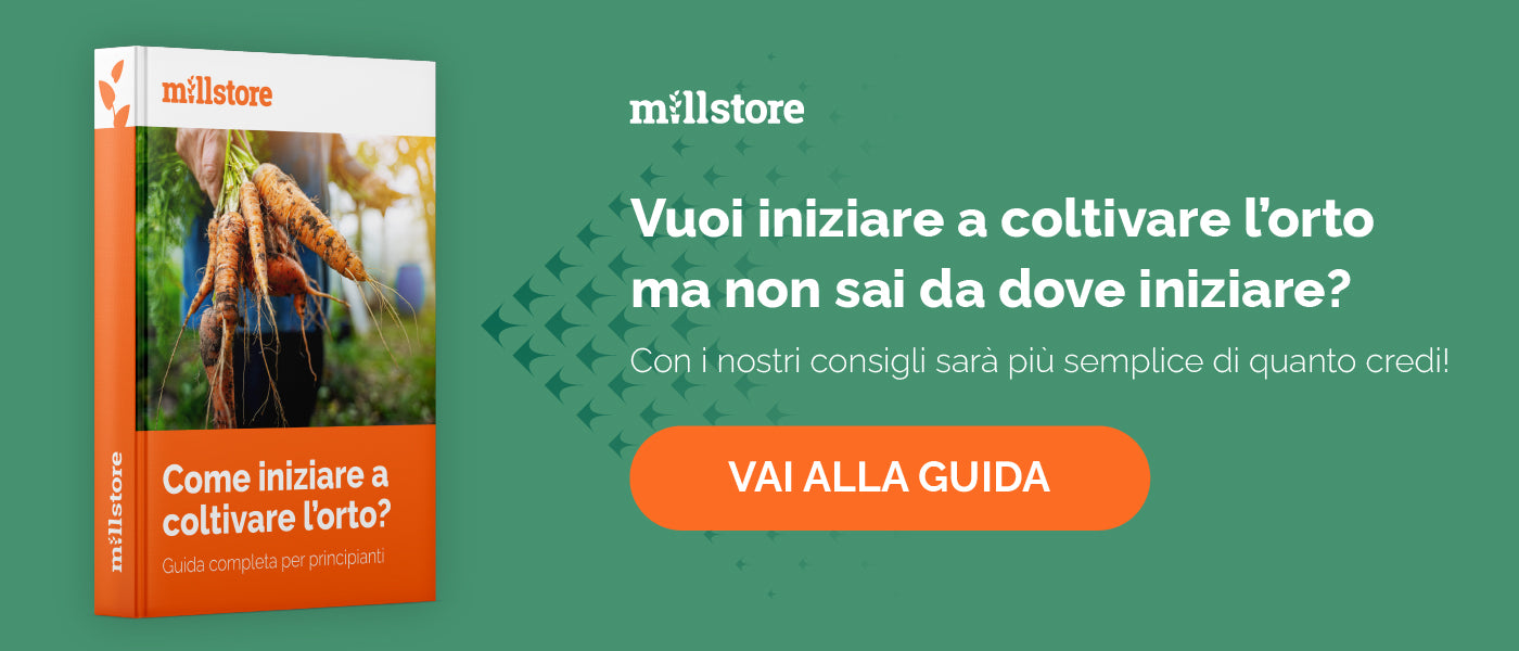 Guida - Come iniziare a coltivare l'orto