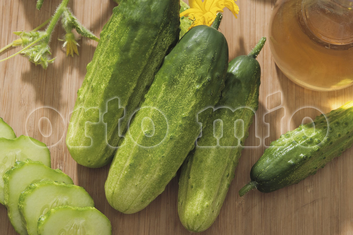 Concombres à grignoter, variété Prymus F1 - Orto Mio