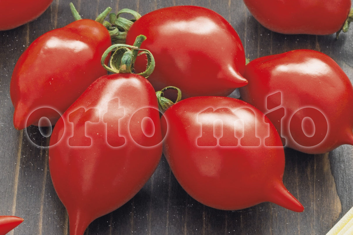 Plants de tomates Piennolo Vesuviano – 2 tailles disponibles