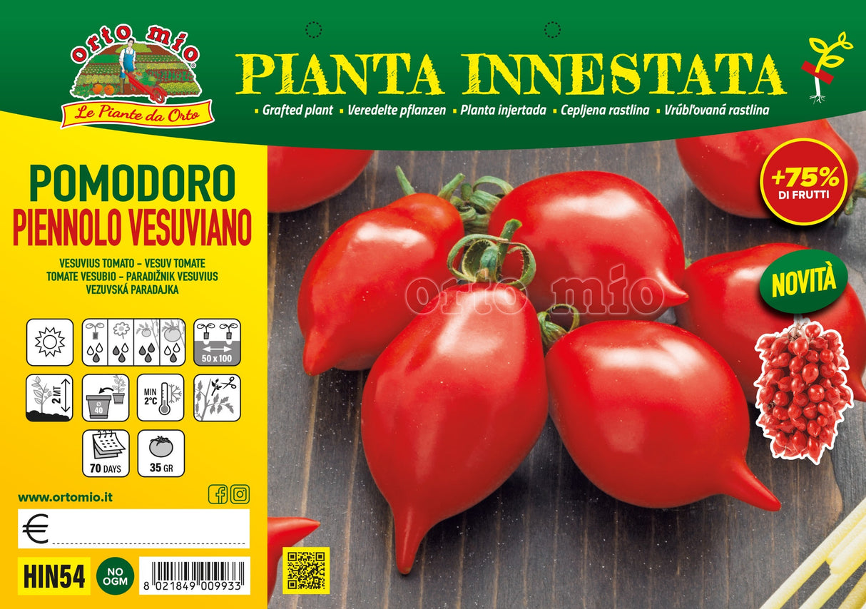 Plants de tomates Piennolo Vesuviano – 2 tailles disponibles