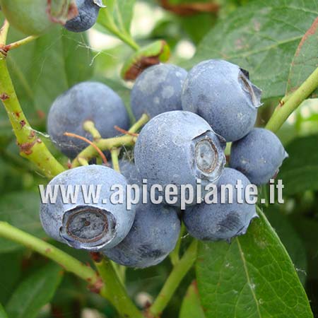 Mirtillo Berkeley gigante americano maturazione media - v. 18 x 13 x 13 cm - Apice Piante