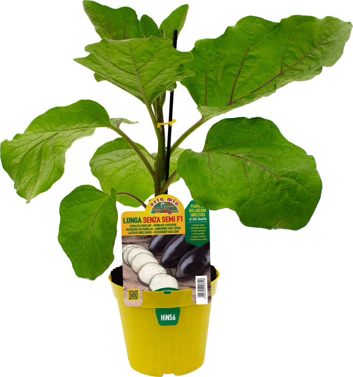 Melanzana lunga senza semi - 1 pianta innestata v.14 cm