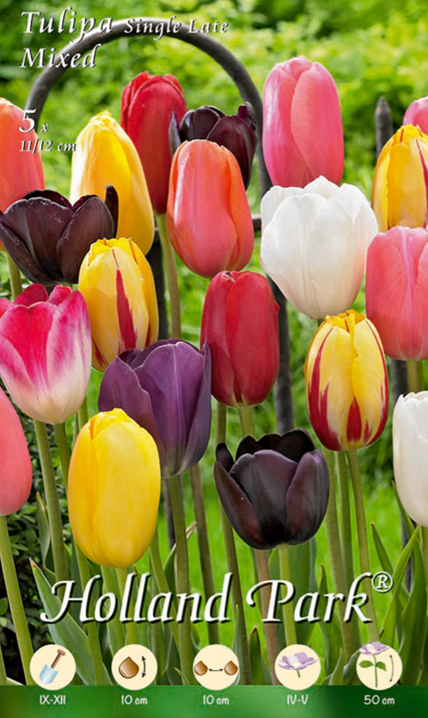 Mix di tulipani single late - 5 bulbi