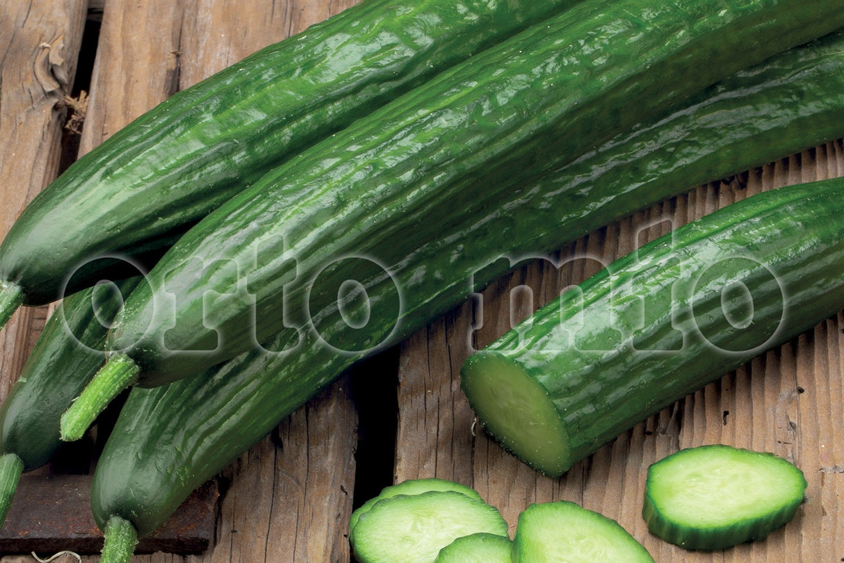 Piante di Cetriolo Lungo Olandese (30-35 cm)