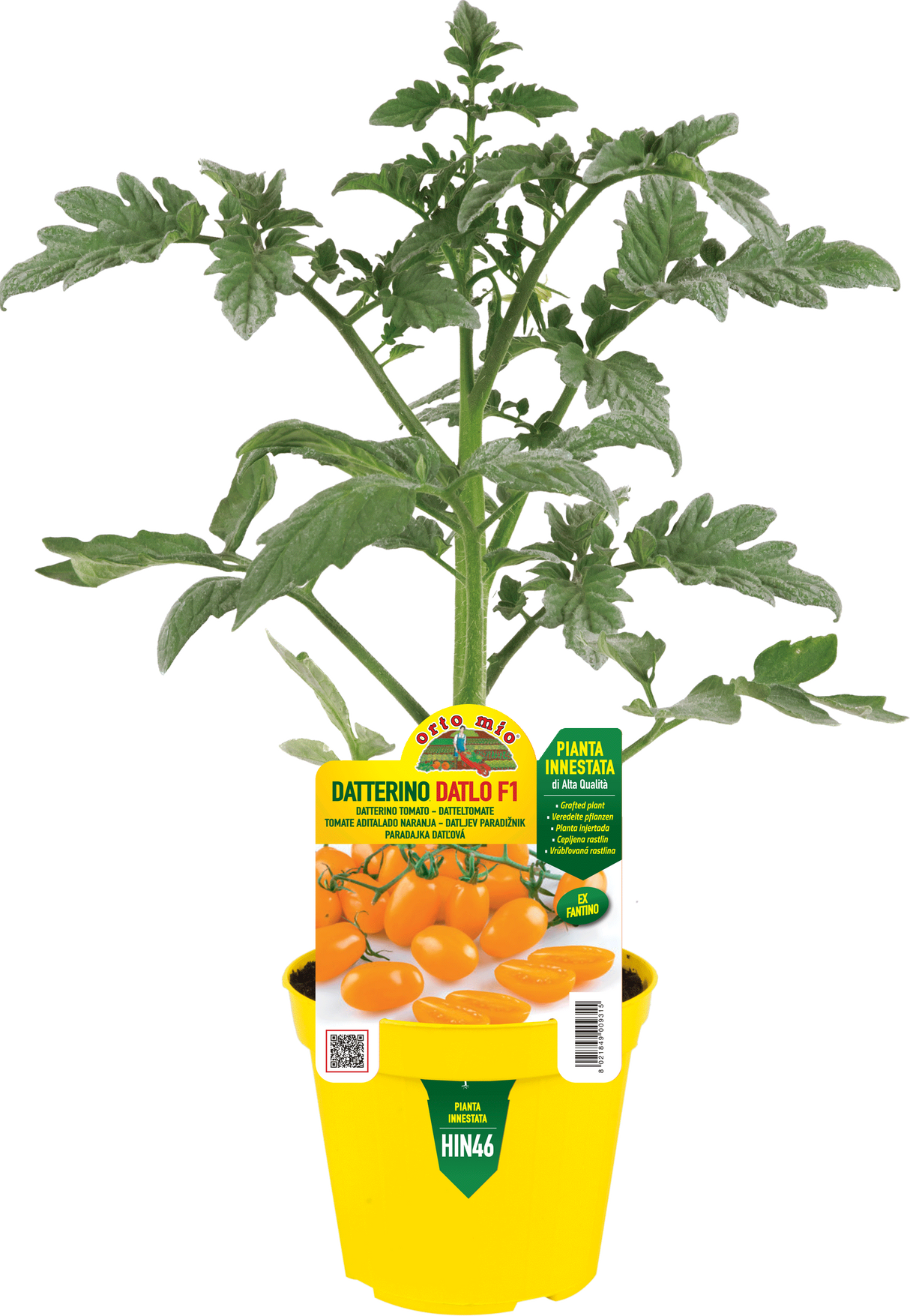 Pomodoro Datterino Arancione Fantino e Orange Sunset F1 - vari formati, anche Innestato