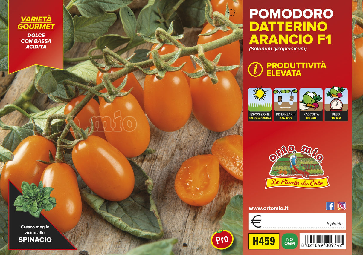 Pomodoro Datterino Arancione Fantino e Orange Sunset F1 - vari formati, anche Innestato