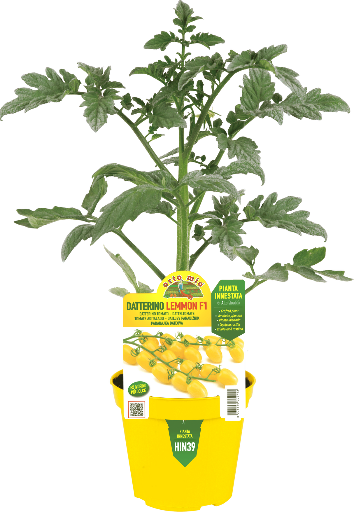 Pomodoro datterino dolcissimo ghiaccio Lemmon F1 - 1 pianta innestata v.14 cm - Orto Mio