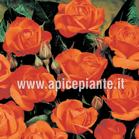 Rosa Polyantha Orange Sensation - Arancio - v.15 x 15 cm