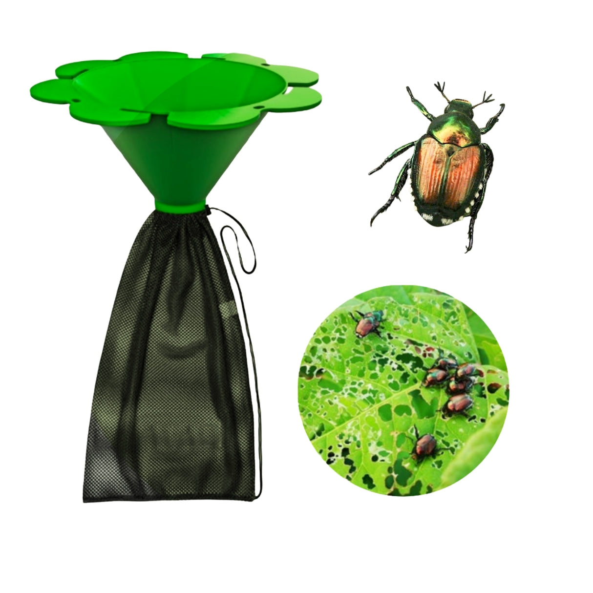 Trappola Popillia Japonica con Feromone Booster – Kit Biologico per 500 m² con 2 Sacchi di Raccolta