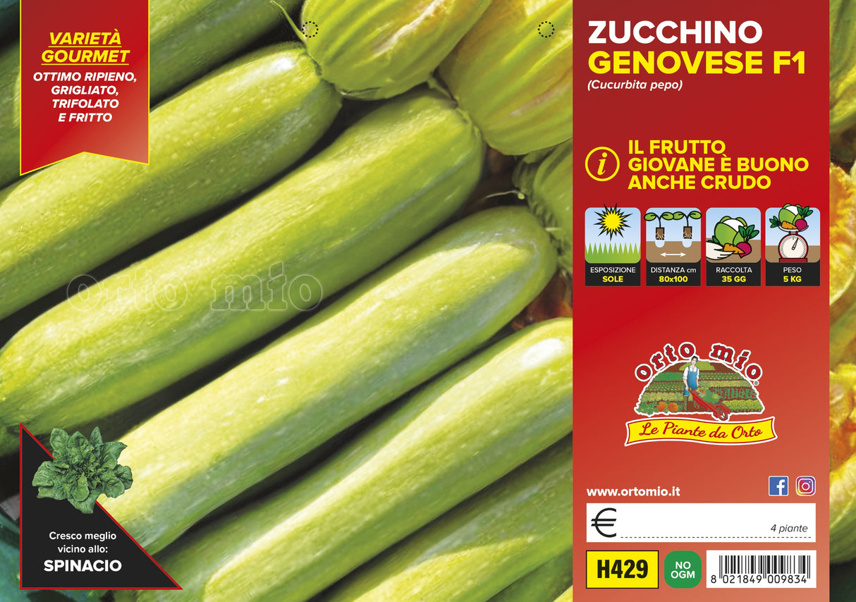Zucchino Chiaro Genovese var. Cigno F1 - vaschetta 4 piante - Orto Mio