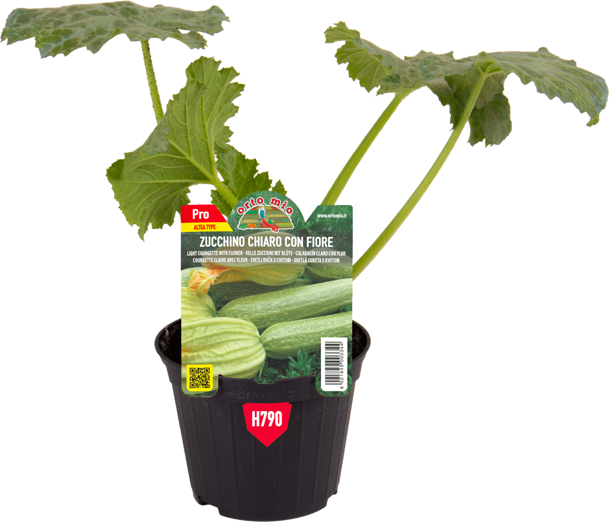 Zucchino chiaro con fiore Strike F1 (ex Melissa) - 2 formati