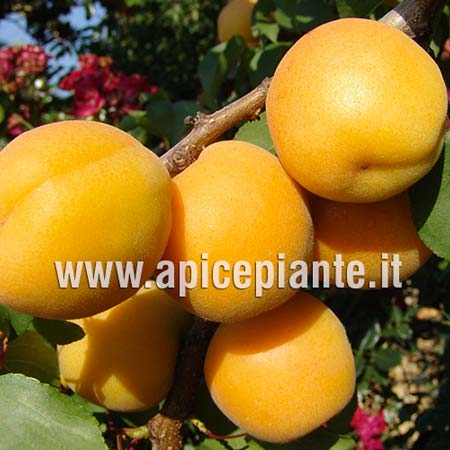 Albicocco varietà Portici - vaso diam 20 cm - Apice Piante Apice piante (4202908)