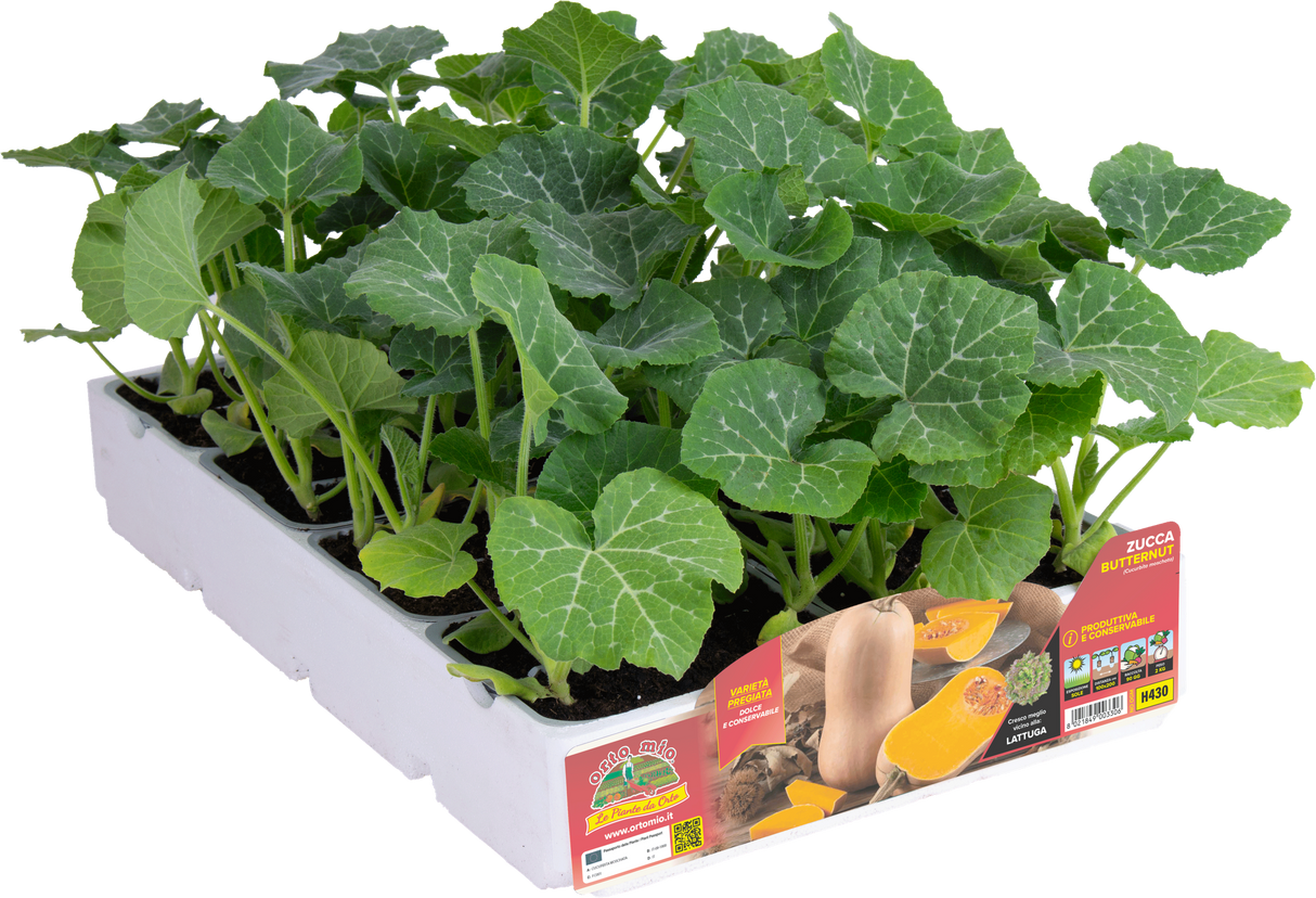 Mini butternut squash Pluto F1 - 1 plant v.10 cm - Orto Mio