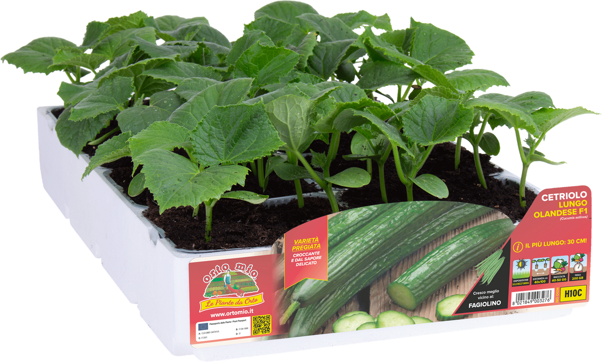 Piante di Cetriolo Lungo Olandese (30-35 cm)