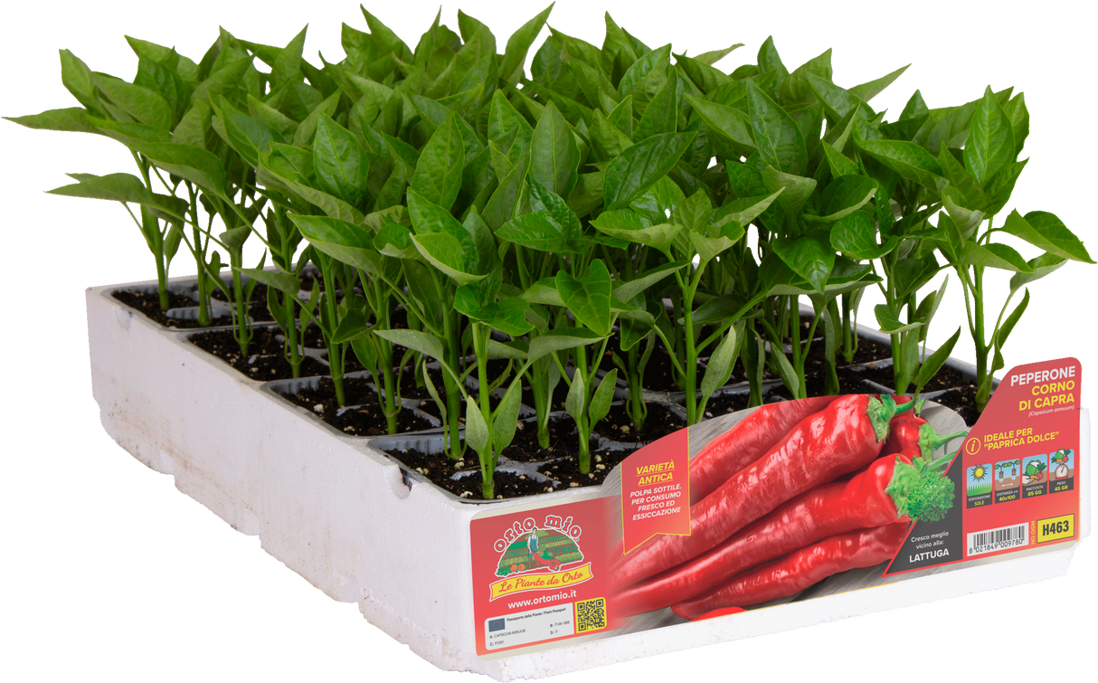 Peperone Corno di Capra in piantine