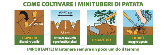 Come coltivare i minituberi di patata