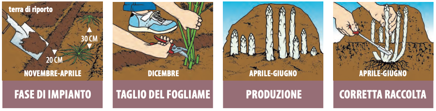 Come si coltiva l'asparago bianco