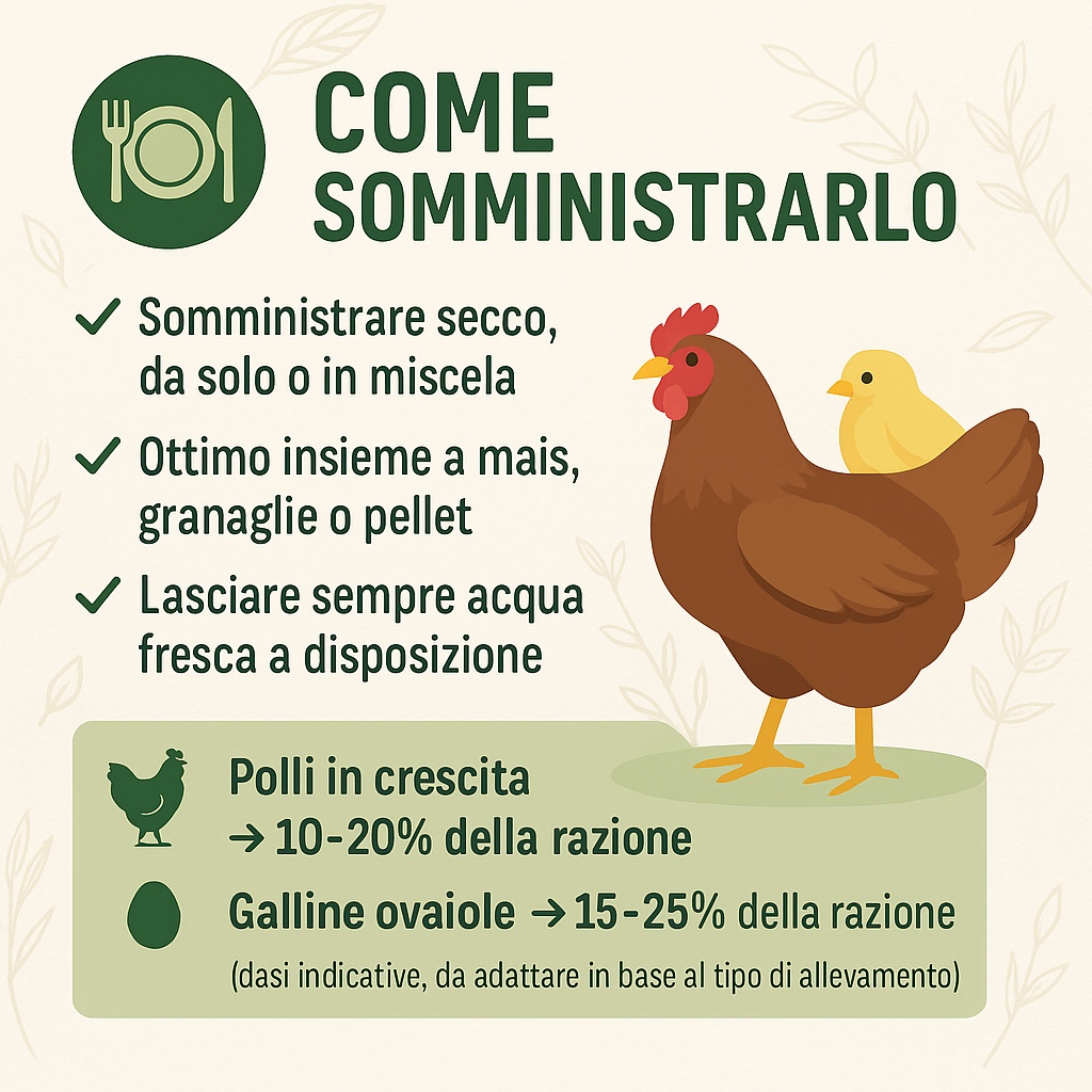 Orzo intero in acini per Polli e Galline