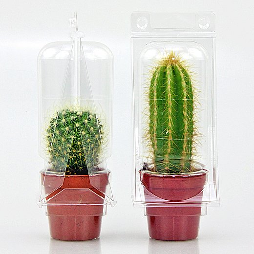 Confezione per contenere 1 pianta in un vaso KUMA ø5,5cm.