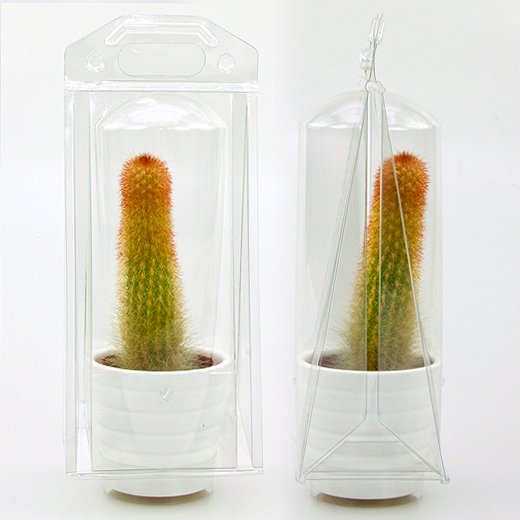 Confezione per contenere 1 pianta in un vaso KUMA ø6,5cm o in un vaso decorativo in ceramica (ø6,8cm).