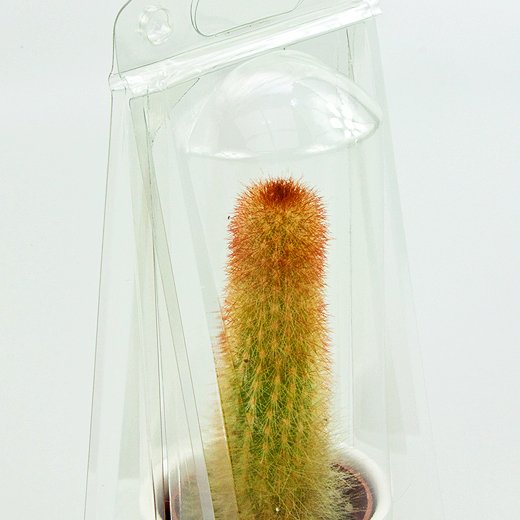 Confezione per contenere 1 pianta in un vaso KUMA ø6,5cm o in un vaso decorativo in ceramica (ø6,8cm).