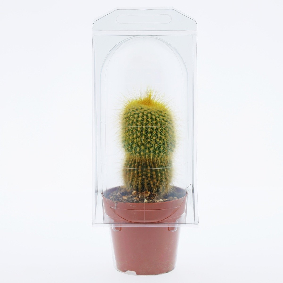 Confezione per trasporto per contenere 1 pianta in un vaso KUMA ø8,5cm.