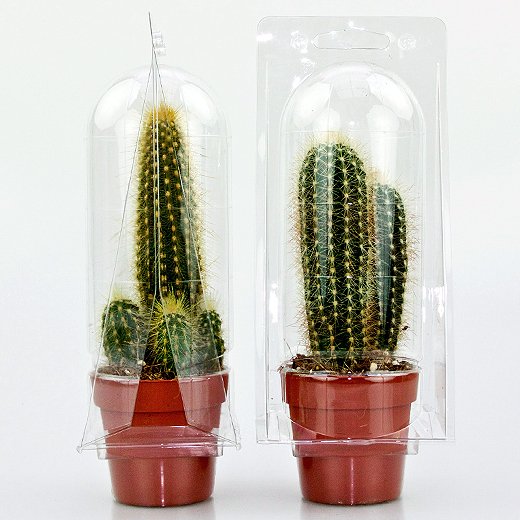 Confezione per trasportare 1 pianta in un vaso KUMA ø8,5cm.