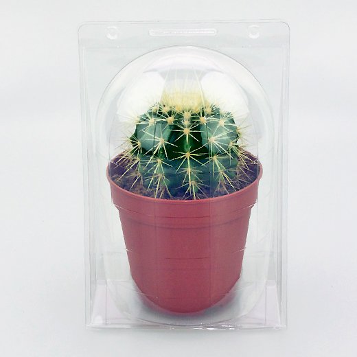 Confezione per contenere 1 pianta in un vaso KUMA ø12cm.