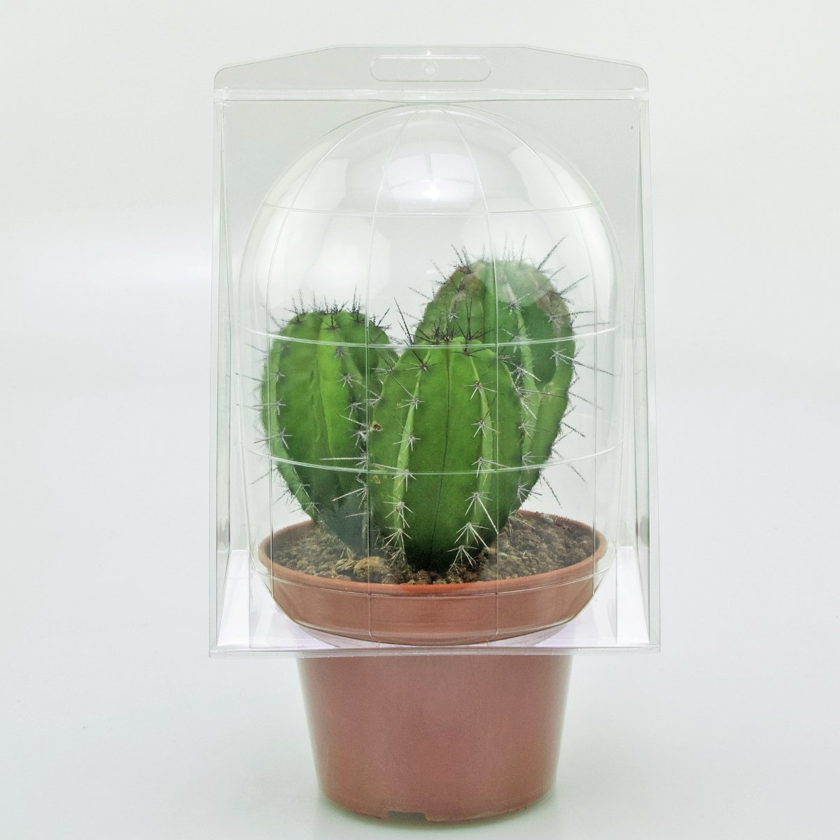 Confezione per trasportare 1 pianta in un vaso KUMA ø15 cm.