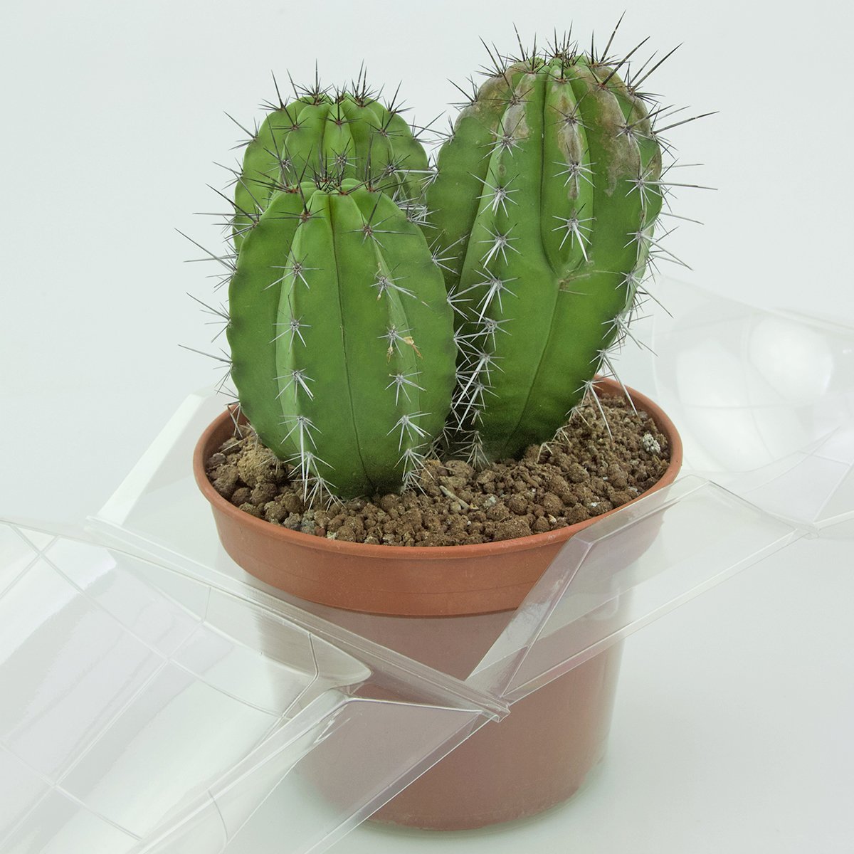 Confezione per trasportare 1 pianta in un vaso KUMA ø15 cm.