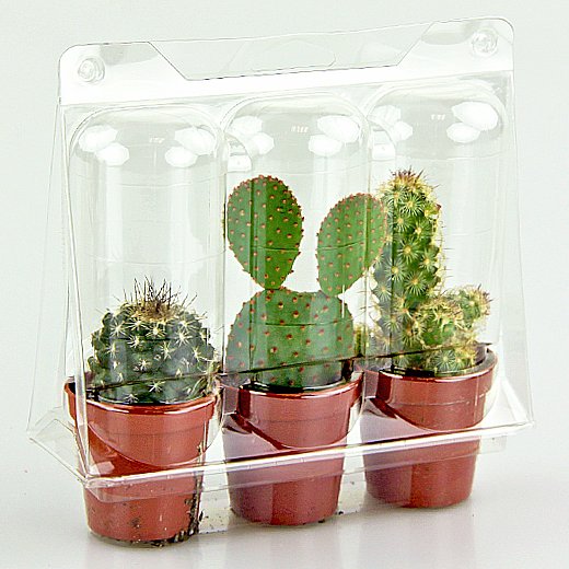 Confezione per trasportare 3 piante in vasi KUMA ø5,5cm.