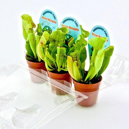 Confezione per trasportare 3 piante in vaso di ø6,5 cm.