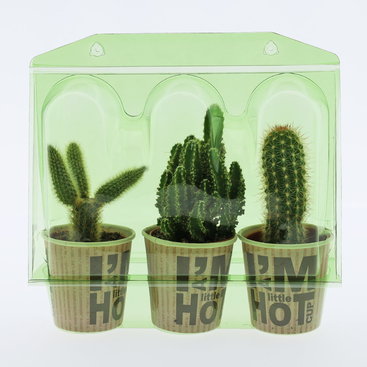 Confezione per trasportare 3 piante in vaso di ø6,5 cm.
