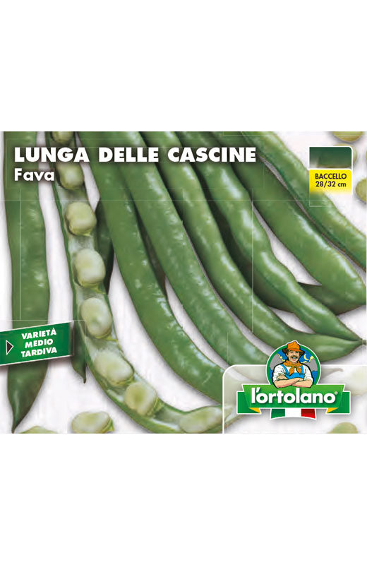 Fava Lunga delle Cascine en graines - L'Ortolano
