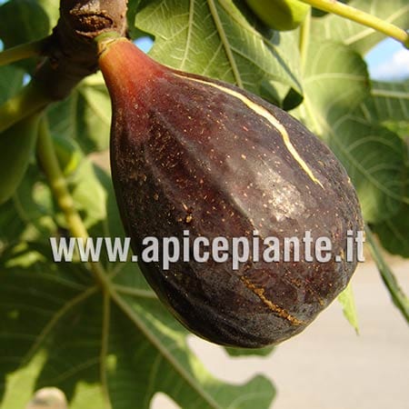 Fico Turca - v. 20 cm - Apice Piante Apice piante (4202910)