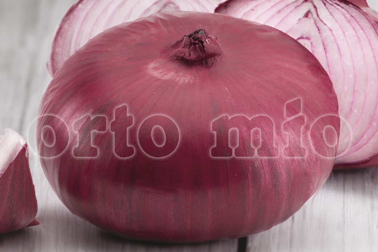 Acquaviva delle Fonti Oignon Rouge - 12 Plantes - Orto Mio