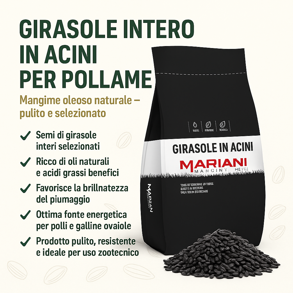 Girasole intero per polli e galline
