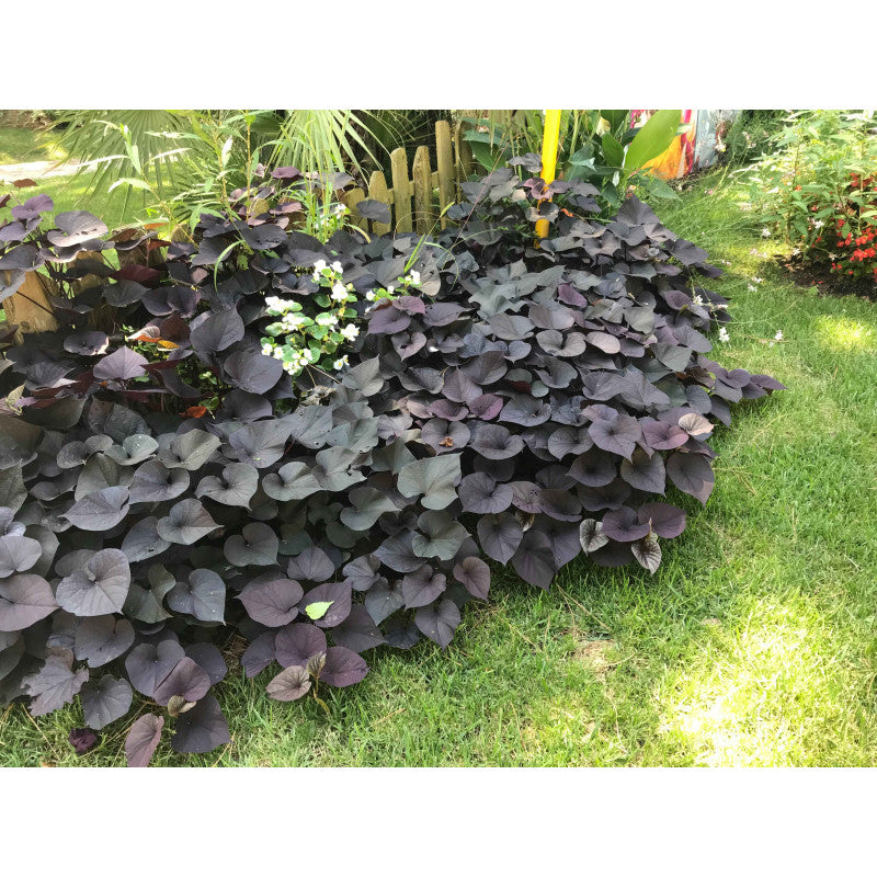 Ipomea Sunpuma - verde o viola