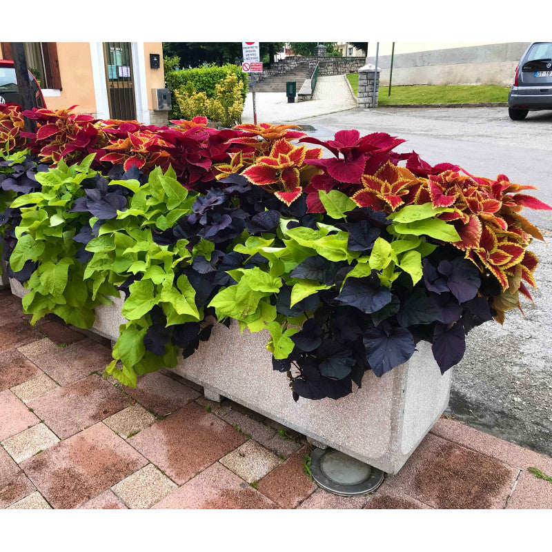 Ipomea Sunpuma - verde o viola