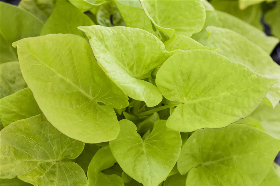 Ipomea Sunpuma - verde o viola