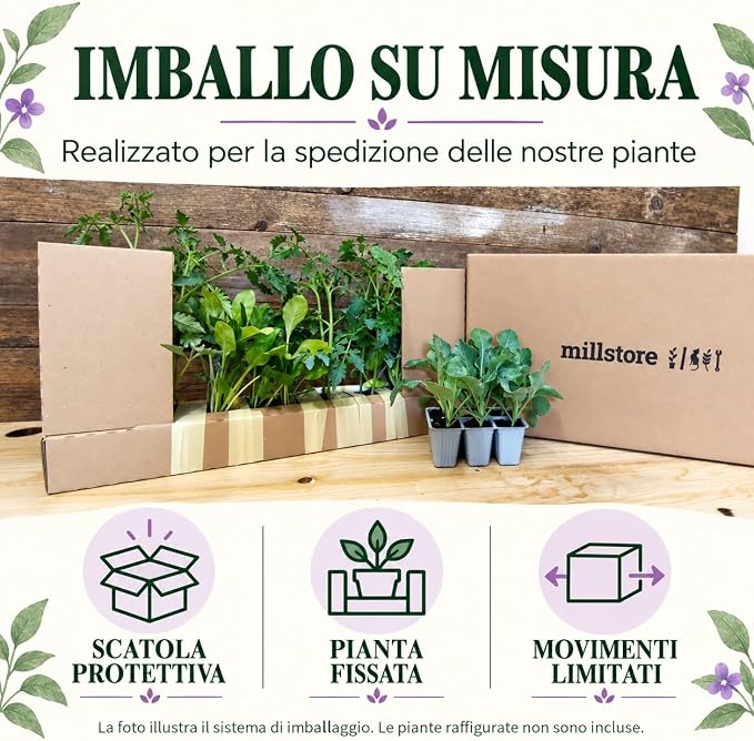 Imballo Millstore su misura per la spedizione delle piante: scatola protettiva, pianta fissata, movimenti limitati. Le piante della foto illustrativa non sono incluse.