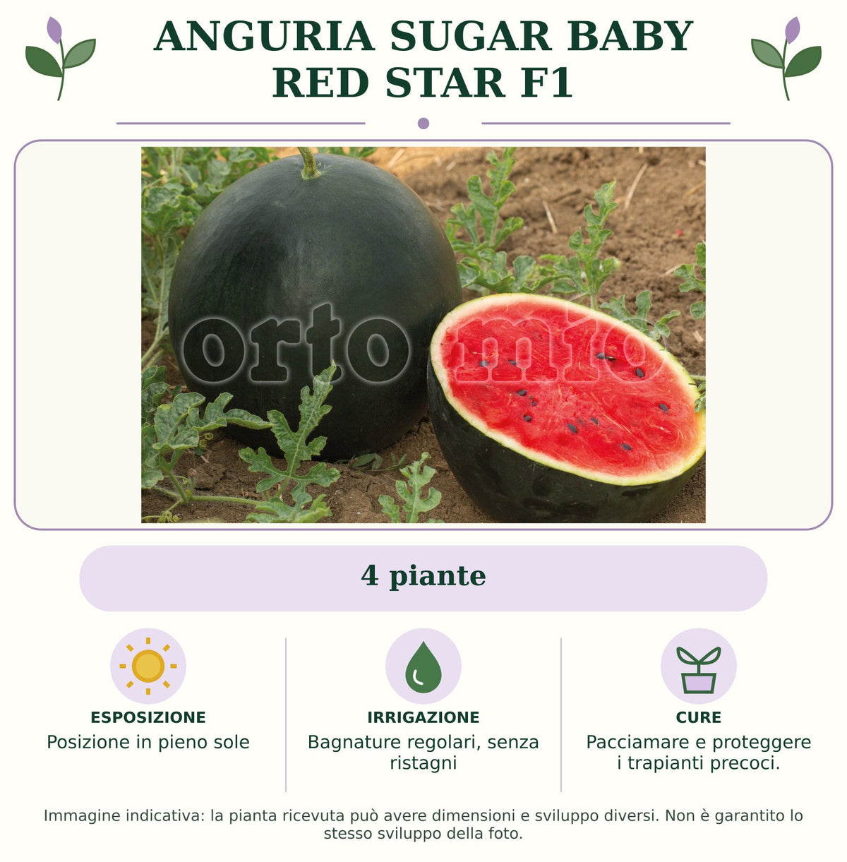 Anguria Sugar baby Red Star F1: 4 piante. Posizione in pieno sole. Bagnature regolari, senza ristagni. Pacciamare e proteggere i trapianti precoci.. Immagine indicativa.