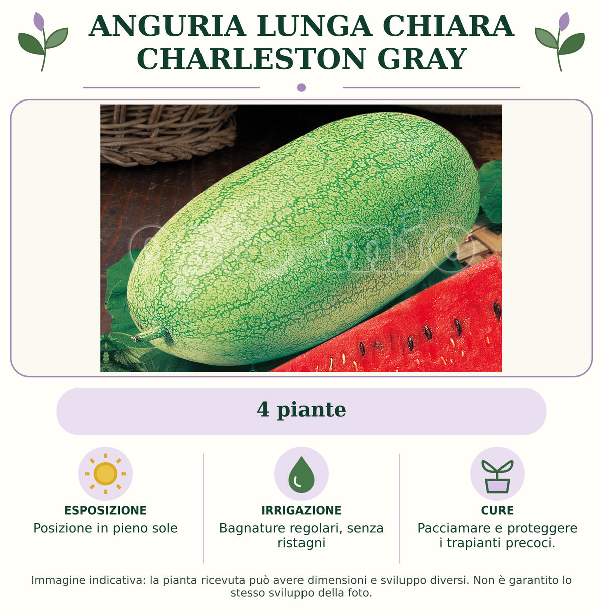 Anguria lunga chiara Charleston Gray: 4 piante. Posizione in pieno sole. Bagnature regolari, senza ristagni. Pacciamare e proteggere i trapianti precoci.. Immagine indicativa.